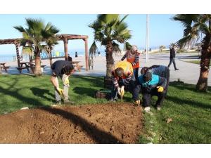 Akçakoca Lale Kent Oluyor