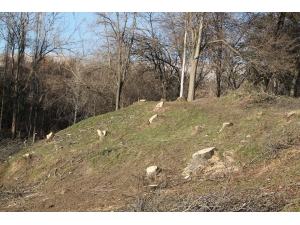 Silvan’da Kimliği Belirsiz Kişiler Ağaçları Kesti