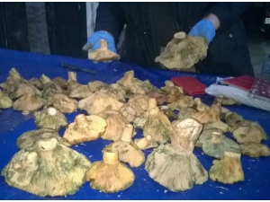 Çam Çıntarı Tezgahlarda Yerini Aldı