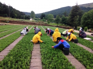 Amasya’da 3 Milyon Fidan Üretildi