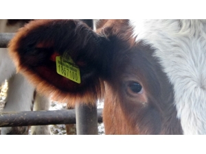 Hayvancılara ‘Küpe’ Uyarısı