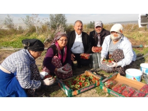 Mersin’de Kış Ortasında Açıkta Çilek Hasadı