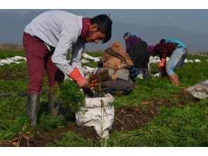 Kırıkhan Havucu Üreticisinin Yüzünü Güldürdü