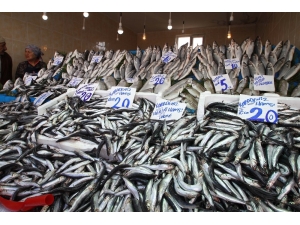 Balık Fiyatları Düşmüyor