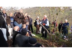 Yüzde 60 Verim Artışı İçin Fındığı Buda