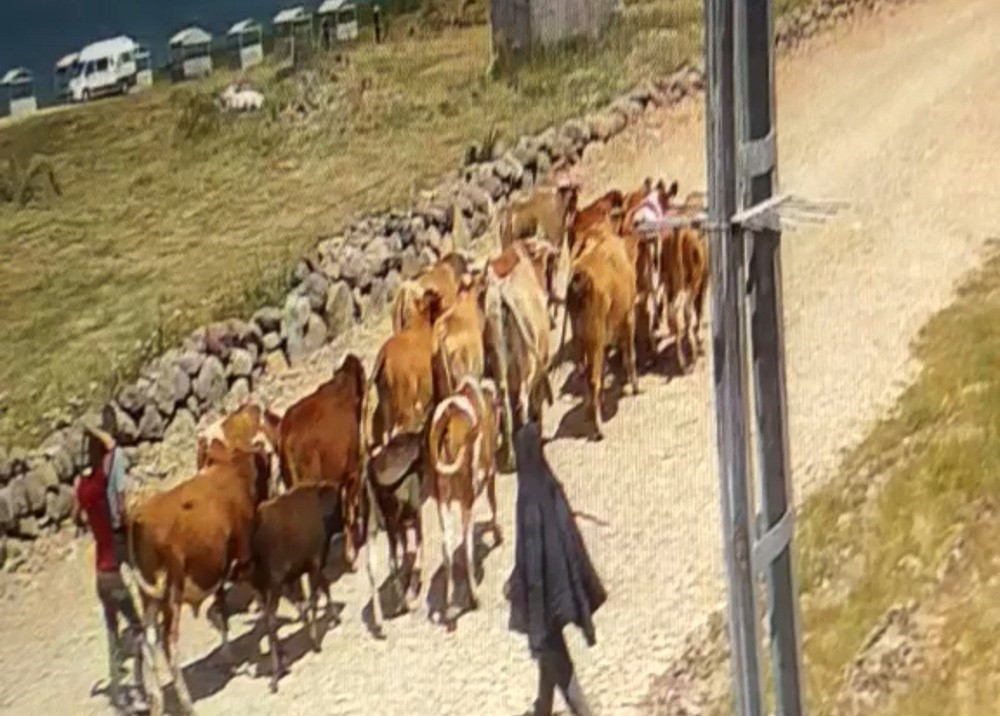 agri-da-calinan-22-buyukbas-hayvandan-15-i-bulundu