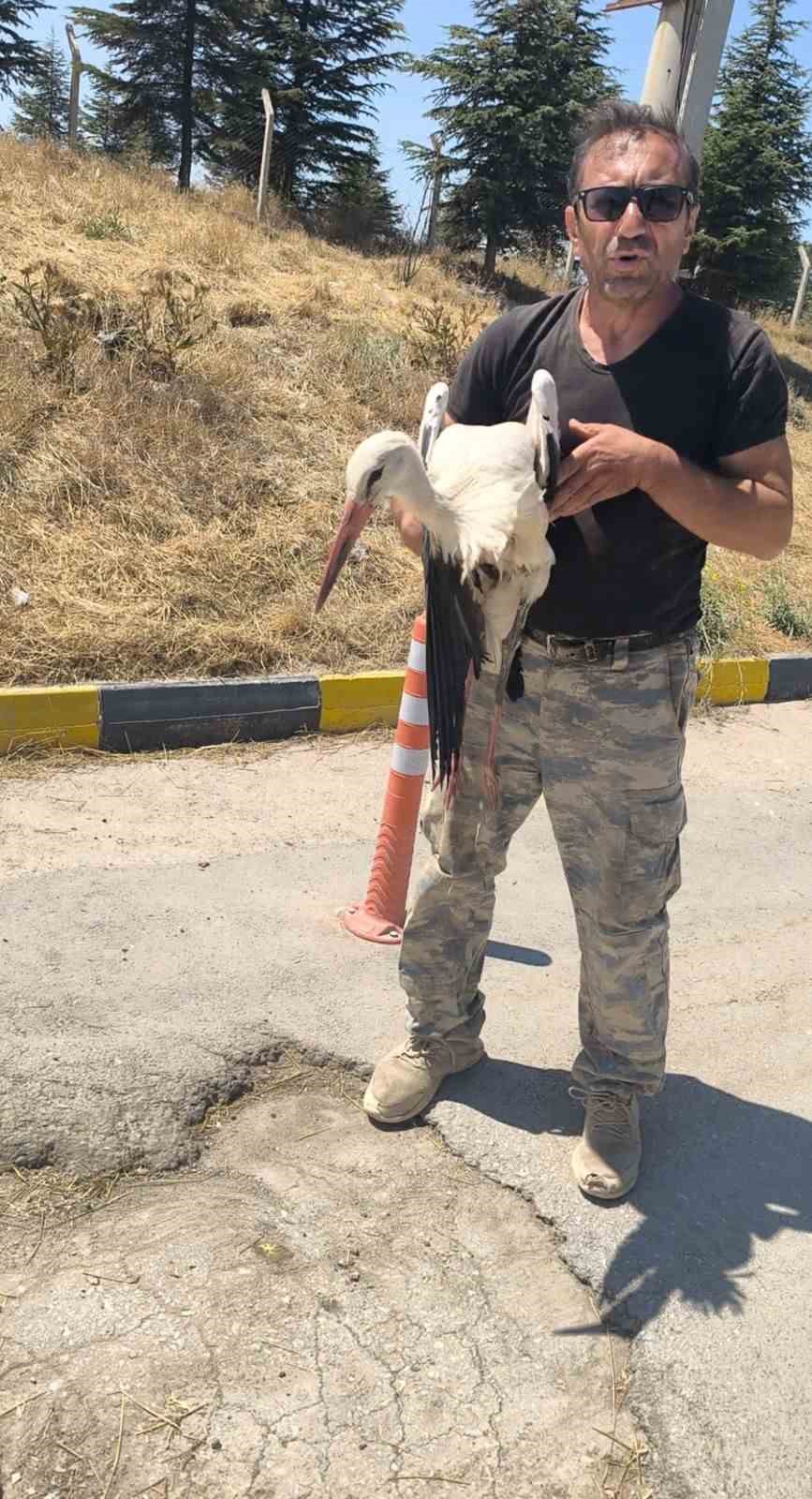 eskisehir-buyuksehir-belediyesi-coplugunde-bacagi-kirik-halde-bulunan-leylek-4-gundur-yardim-bekliyor