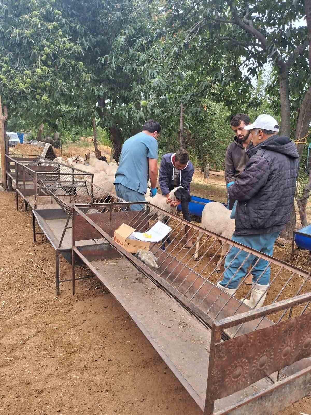 kosk-te-koyun-ve-keciler-saglik-taramasindan-geciriliyor