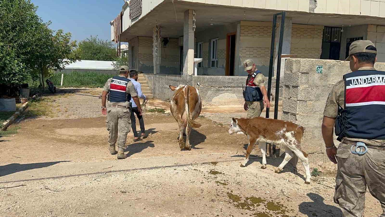 sanliurfa-da-buyukbas-hayvan-dolandiriciliginda-1-gozalti