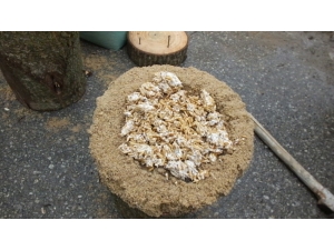 Mantar Üreticileri Kredi Bekliyor