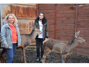 Umay Ve Midas Doğal Hayatlarına Kavuştu