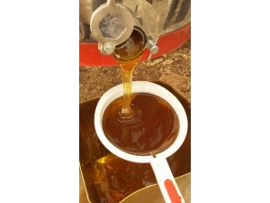 Gerçek Bal Hakkında Bilinmeyenler