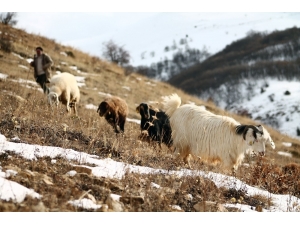Besiciler Karlı Dağlarda Hayvanlarını Besliyor