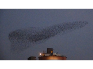 Mardin’de Kuşların Dansı Büyüledi