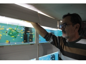 Süs Balığı Bakımında Bu Uygulamalara Dikkat