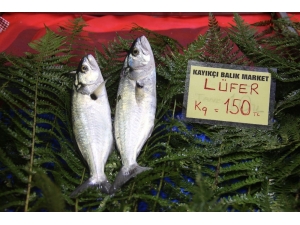 Lüferde Tehlike Çanları