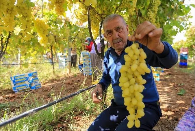 manisali-uretici-uzum-fiyatlarinin-erken-aciklanmasini-bekliyor