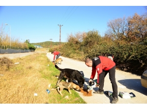 Yüzlerce Sokak Hayvanını Beslemek İçin Yarım Ton Mama Dağıttılar