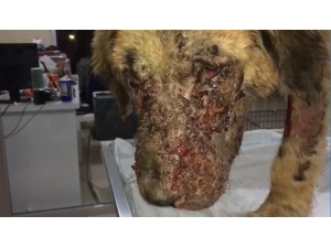 Kimyasal Maddeyle Yaralanan Köpek Tedavi Altına Alındı
