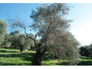 Zeytin Ağaçlarını Tehdit Eden Hastalığa Çare Aranıyor