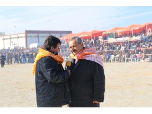 Burhaniye’de Deve Güreşi 28 Ocak Da Yapılacak