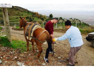 Randevu İle Nal Çakıyor