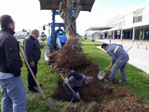 300 Yıllık Zeytin Ağaçları Odun Olmaktan Son Anda Kurtuldu