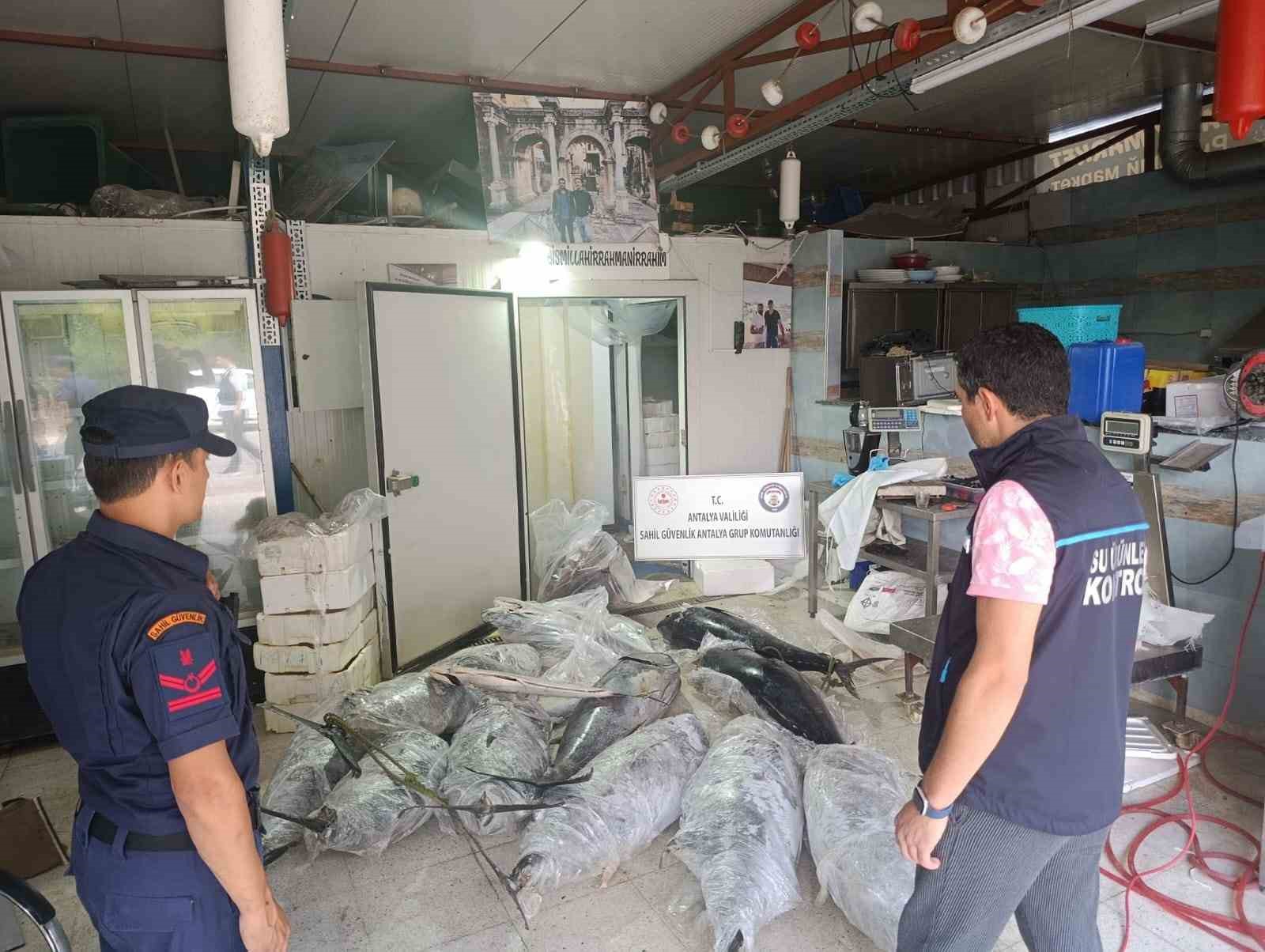 antalya-da-avlanmasi-ve-satisi-yasak-olan-603-kilogram-baliga-el-konuldu