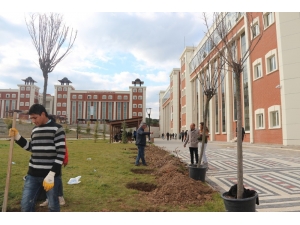Kampus Ağaçlandırma Çalışmaları Devam Ediyor