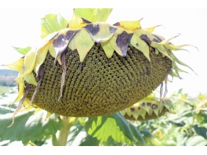 Tekirdağ’da 30 Bin Çiftçiye 140 Milyon Destek Ödemesi Yapılacak