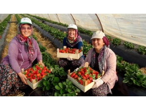 Antalya’da Kış Dönemi Çilek Hasladı Başladı