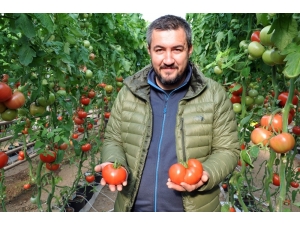 Simav’da Jeotermal Enerjiyle Domates Üretimine İlgi