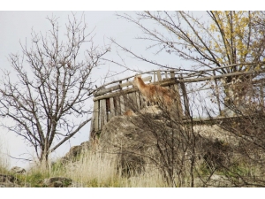Yaban Keçisi Kütüphanenin Bahçesine Girdi
