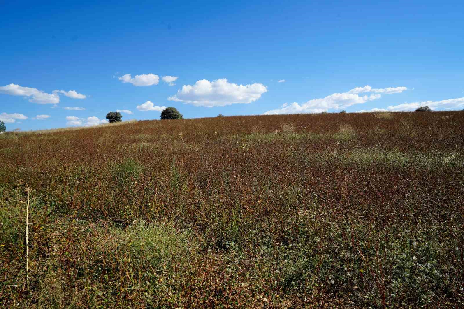 gumushane-de-karabugday-hasadi-basladi