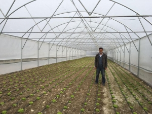 Kırkağaç’ta Seralarda Üretim Başladı