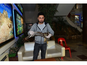 Yaralı Gelen Havyan Sayısı Arttı