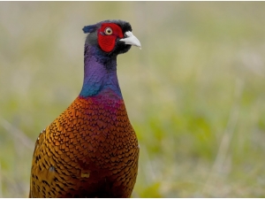 Yılda 14 Bin Adet Üretilerek Doğaya Salınıyor