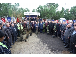 Kandıra’da 22 Bin Adet Ceviz Fidanı Dağıtıldı