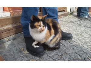 Süslü’nün Keyfine Diyecek Yok