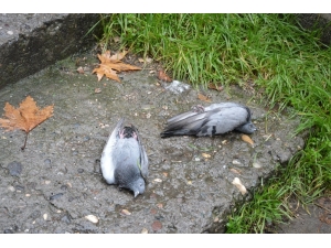 Niksar’da Şüpheli Kuş Ölümleri