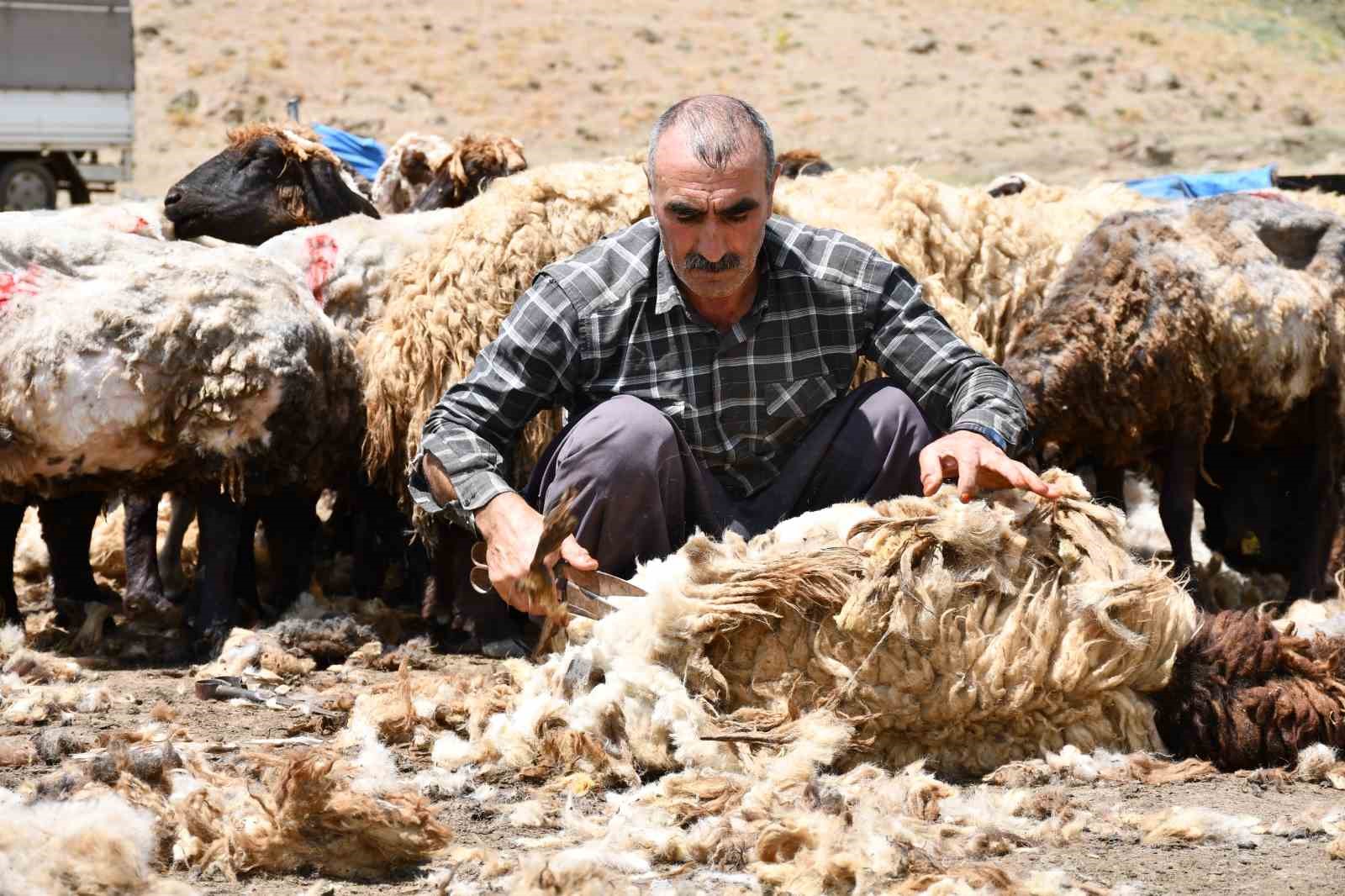 sirnak-ta-koyun-kirkma-mesaisi-basladi