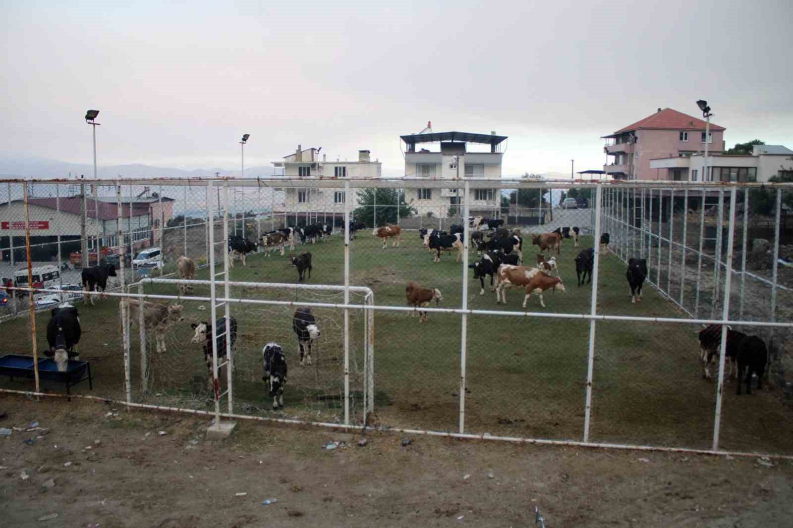cine-de-alevlerin-ulastigi-mahallede-hayvanlar-hali-sahada-korumaya-alindi