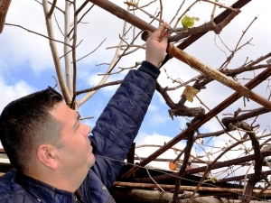 Kışın Filizlenen Üzüm Asması Endişelendirdi