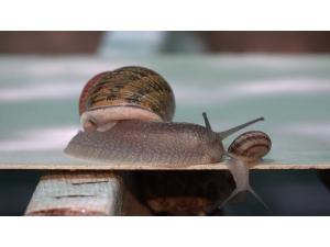 Türkiye’nin İlk Salyangoz Üretim Çiftliği Kuşadası’nda Kuruldu