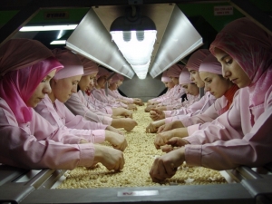 Düzce’den Kasım Ayında 2 Bin 893 Ton İç Fındık İhracatı Yapıldı