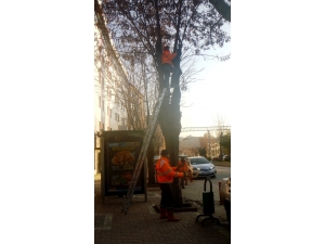 Bilecik Belediyesi Ağaç Budama Çalışması Başlattı