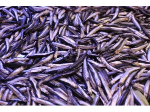 Hamsi Fiyatları Tavuk Fiyatlarını Solladı