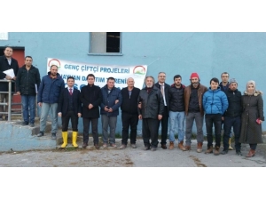 Genç Çiftçilere Damızlık Düve Dağıtıldı