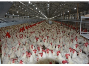 Bursa Tavuklarıyla Parlıyor