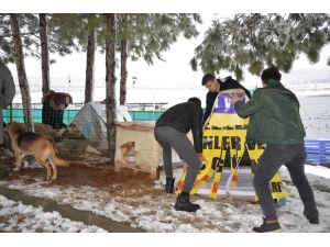 Sokak Hayvanları Üşümesin Diye Yapılan Kulübeler Şehrin Birçok Noktasına Bırakıldı